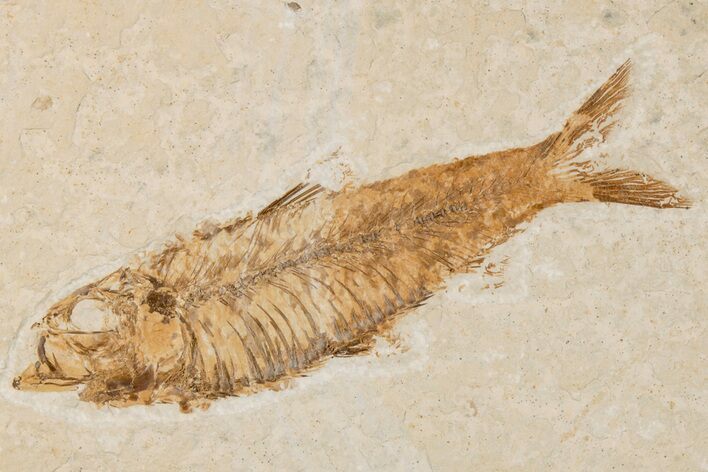 Detailed Fossil Fish (Knightia) - Wyoming #204511